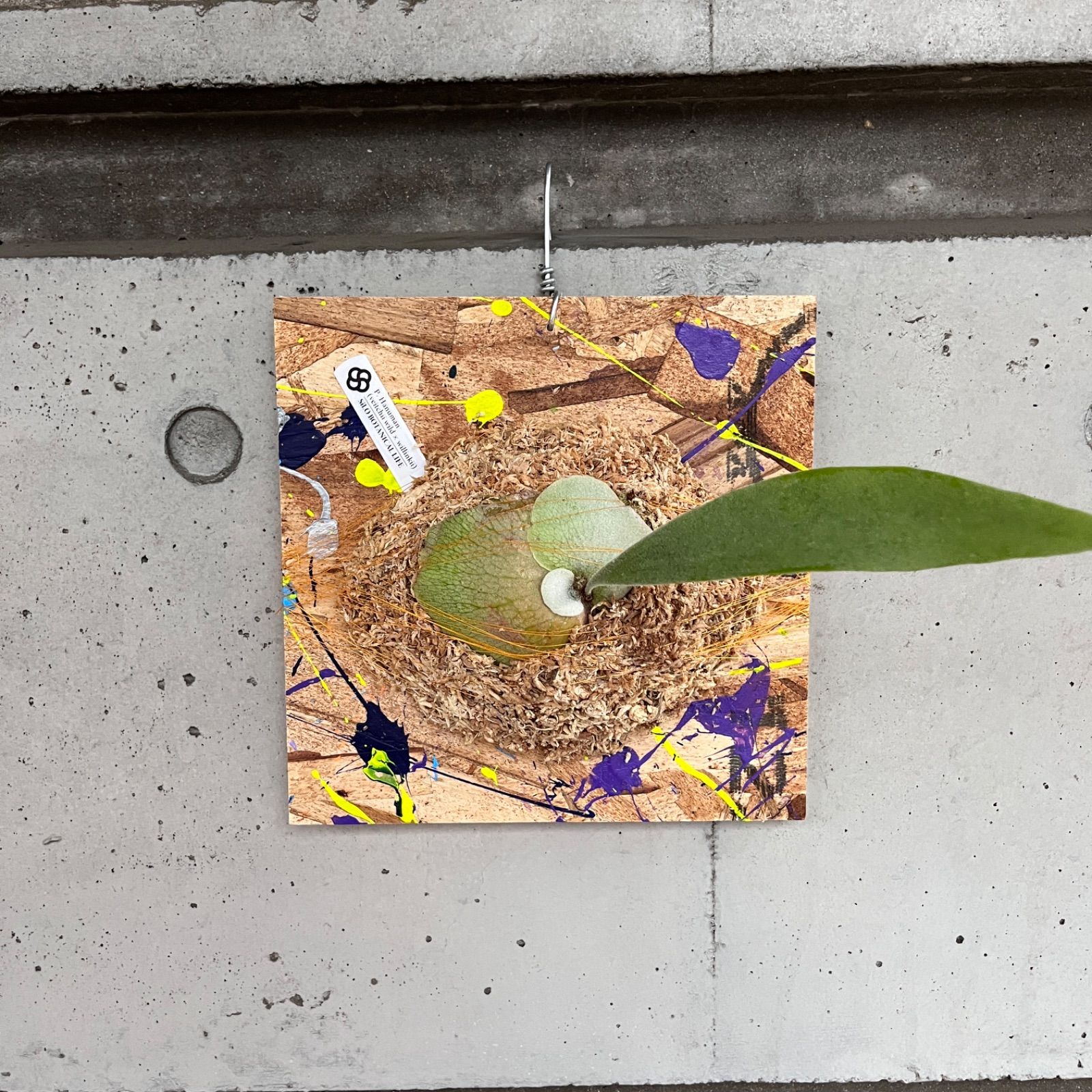 P. hanuman veitchii wild × willinkii OCビカクシダ| PaintBoard 04