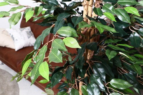 観葉植物 フィカス 1124 A 本物 52662 不二貿易