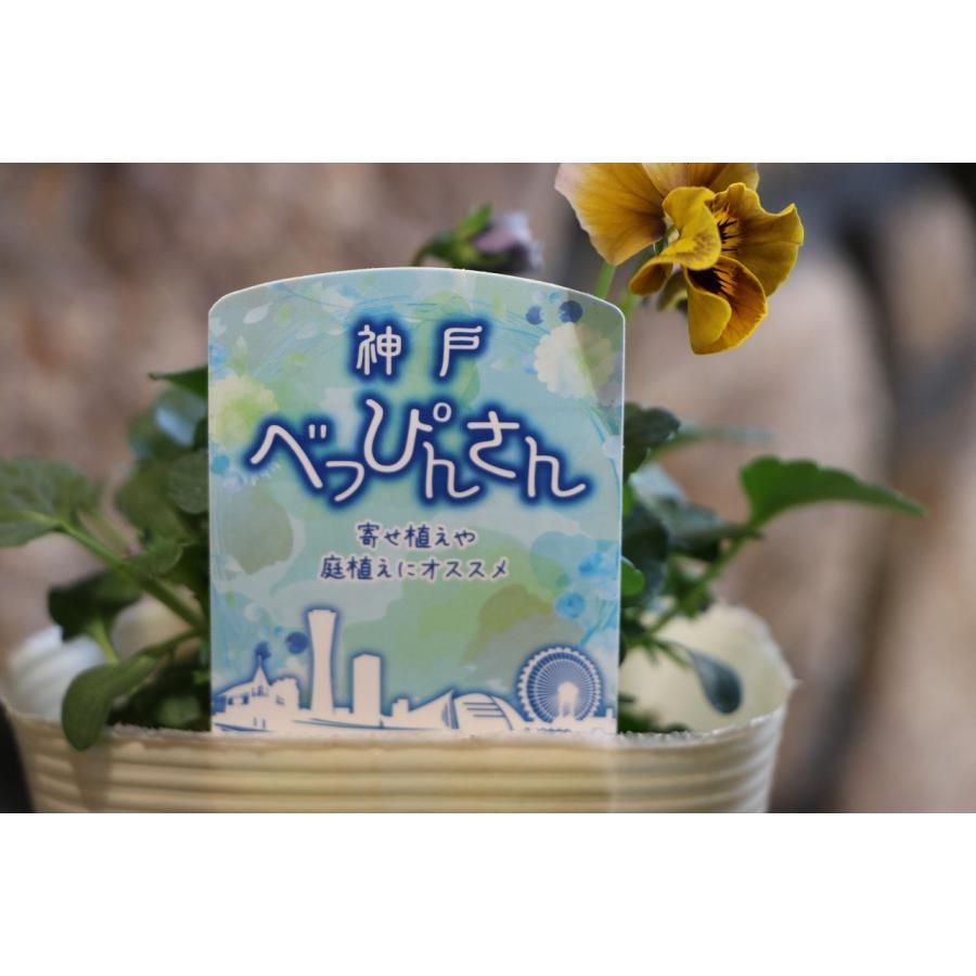 寄せ植え花　神戸べっぴんさん3種類寄せ植え ビオラ 神戸べっぴんさん 夢紡ぎ アソート 3.5号ポット苗 寄せ