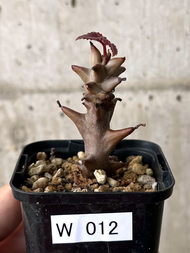 1900s'アンティークスカルパイプ 箱付き 古着 バイカー ロカビリー