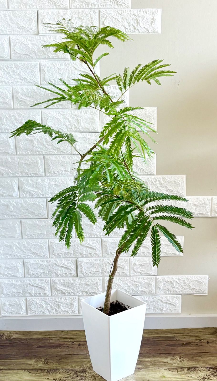 エバーフレッシュ　曲がり　140センチ エバーフレッシュ 曲がり 高さ約140㎝ 8寸陶器鉢 現品］珍しい曲がり方