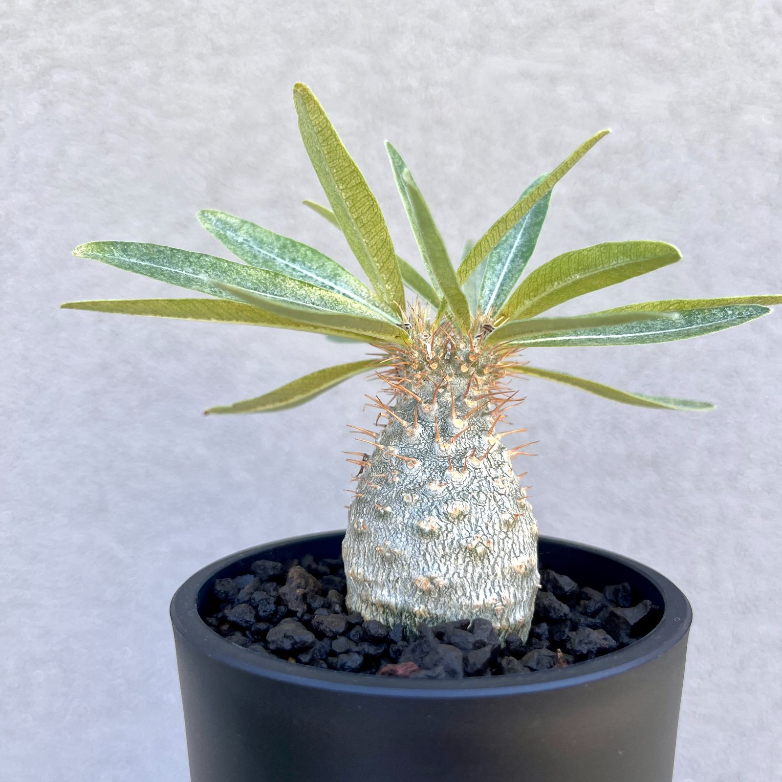 パキポディウム・グラキリス 実生株｜Pachypodium rosulatum var