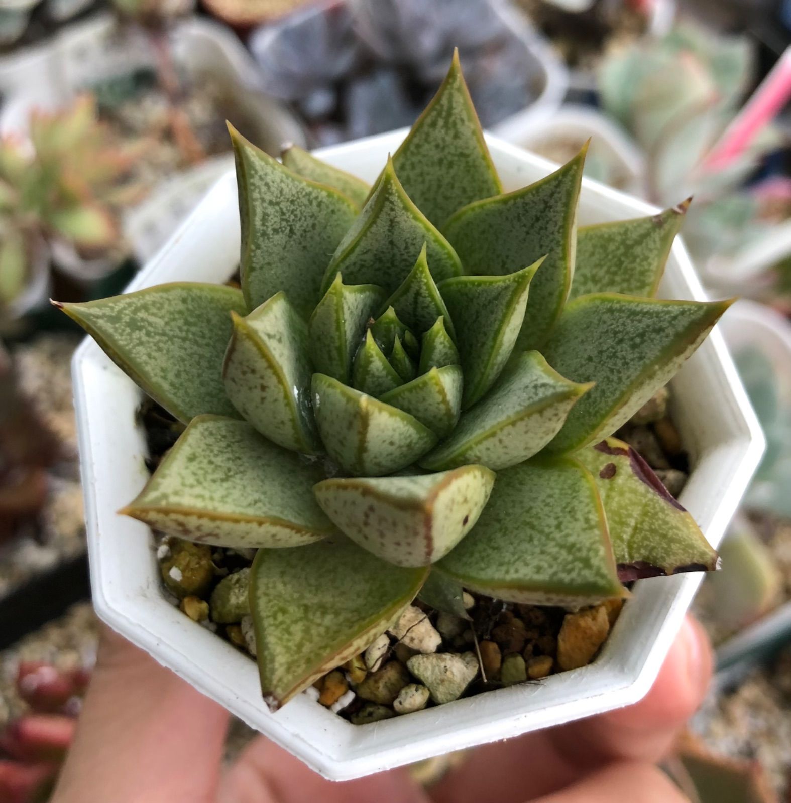 多肉植物 ✱︎ 錦玉園 小雪 ✱︎ カット苗 ✱︎ - インテリア小物