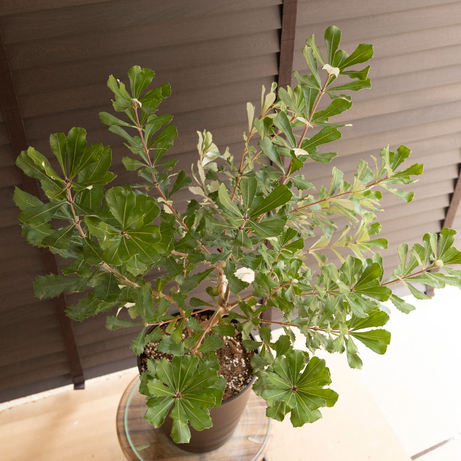 コースト バンクシア Banksia Integrifolia オージープランツ 1025BR