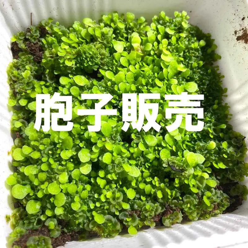 ビカクシダ コロナリウム 細葉タイプ P.Coronarium thin thin