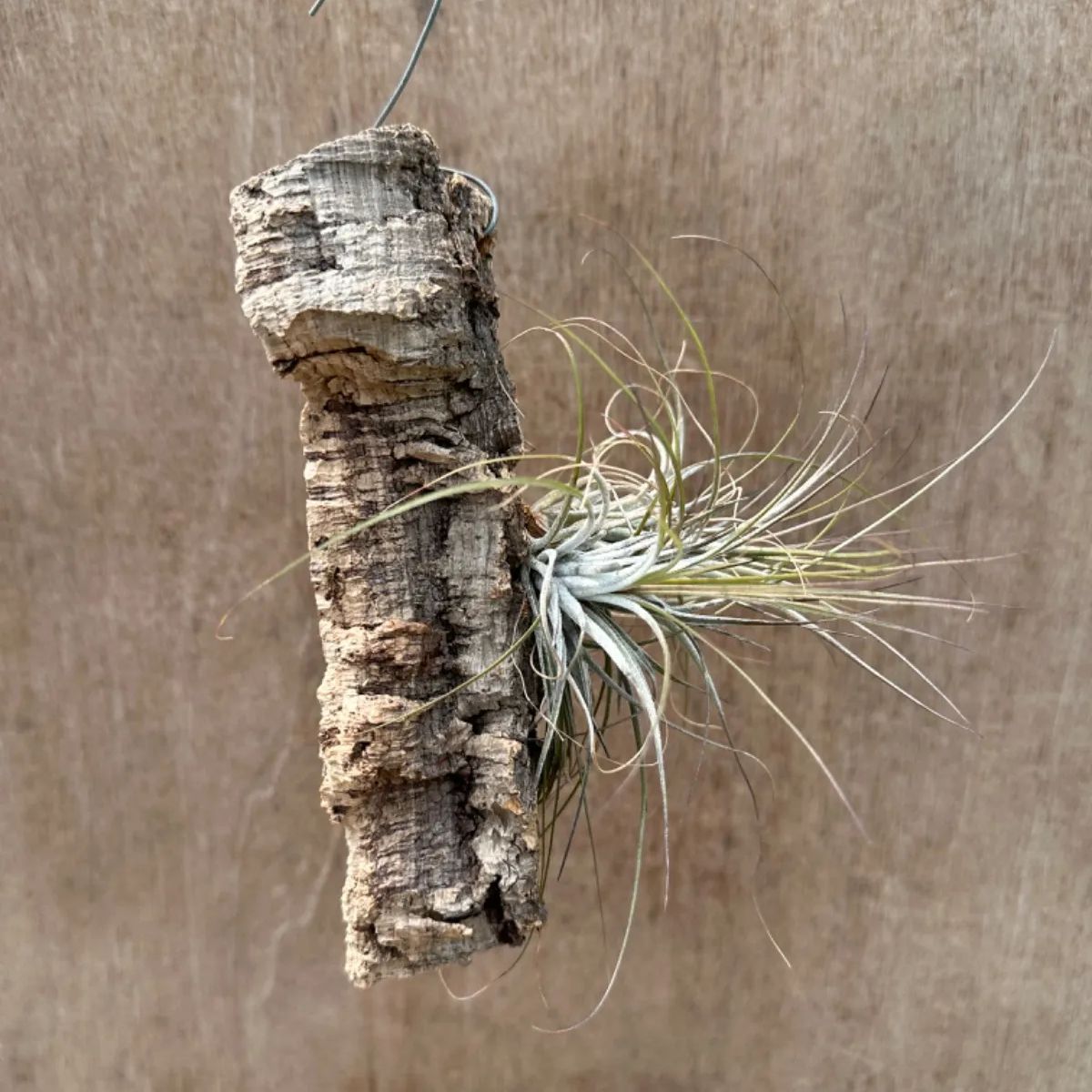 チランジア 不明 コルク付け② Tillandsia ティランジア エアプランツ エアープランツ 現品 観葉植物 観葉 植物 珍奇植物 珍奇 珍しい  レア 希少 ハンギング 吊るす 吊り下げ - メルカリ