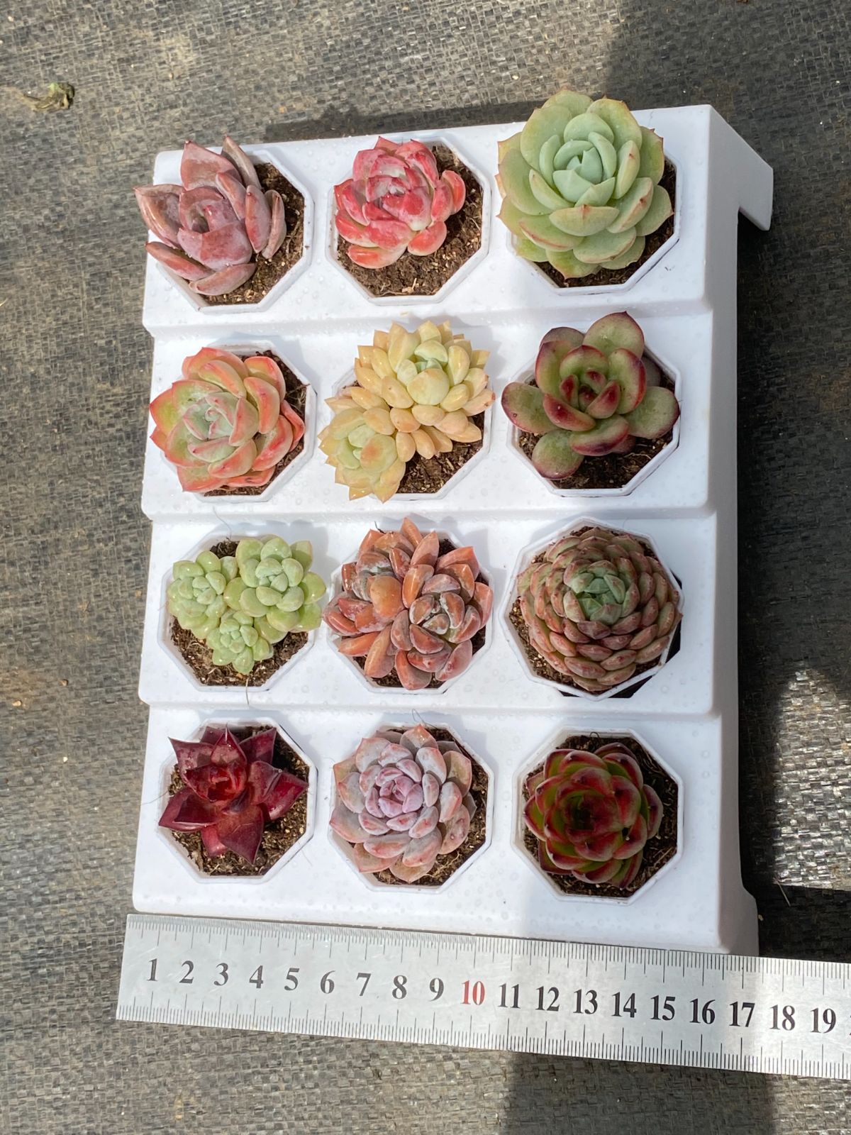 錦・斑入り7苗特別セット❗️エケベリア多肉植物韓国苗①｜ポコ多肉 斑入り苗 – Page 2 – 多肉植物の通販・販売サイト tawawa
