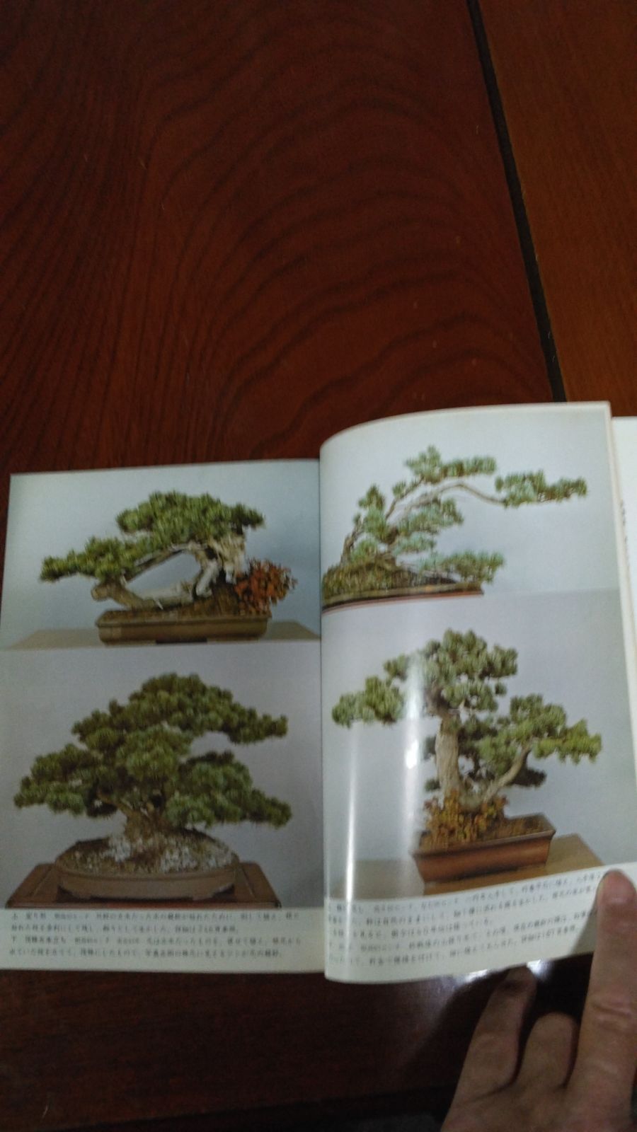 家庭用ゲーム 図解盆栽樹形の方 五葉松盆栽の整枝・整形 阿部倉吉 