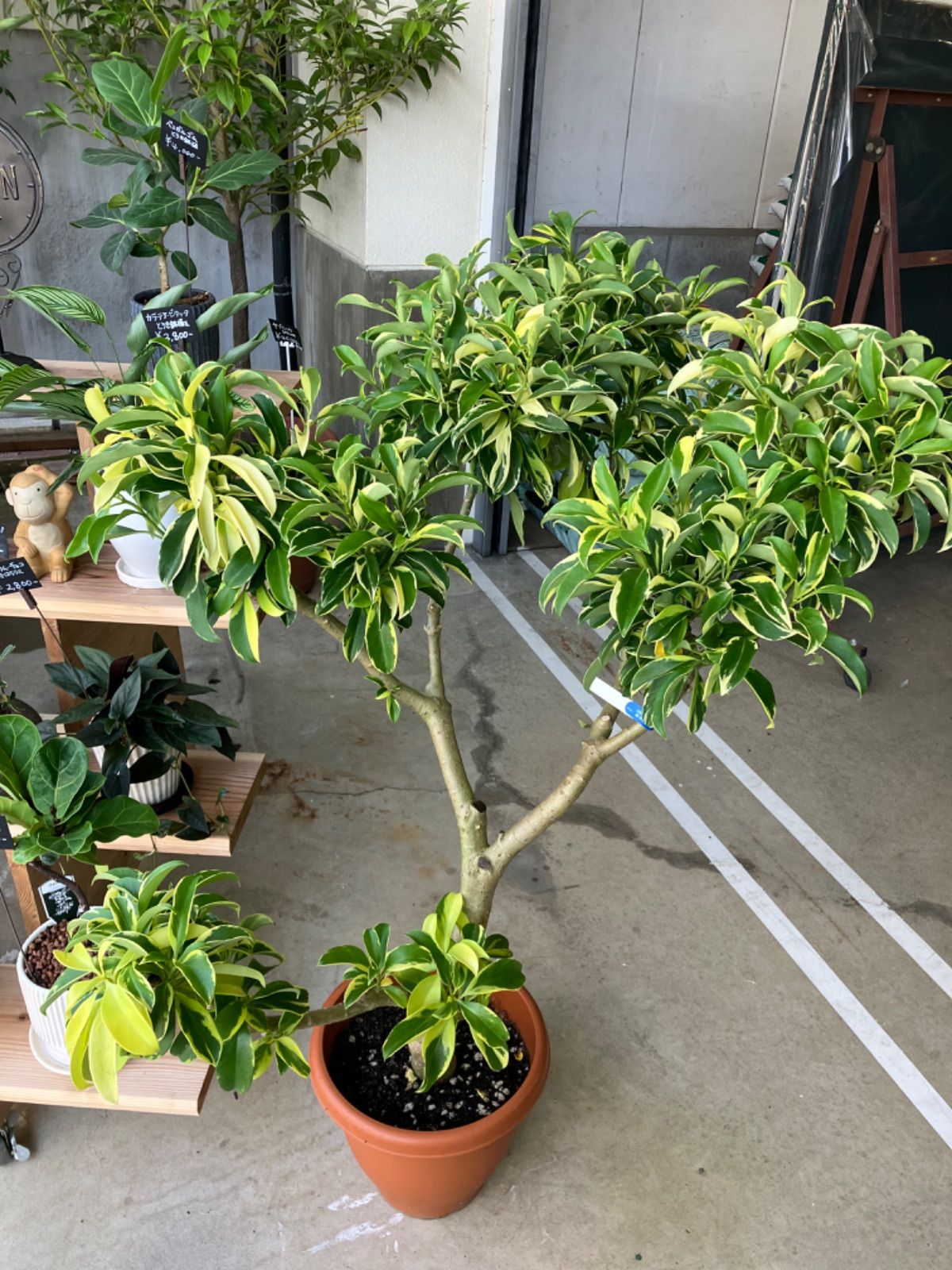 フィカス・ファグラエア 斑入り 尺鉢 引き取り限定 - メルカリ