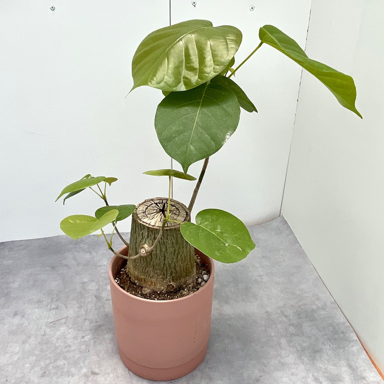 ボンバックス 切り株タイプ 2【現品】観葉植物-