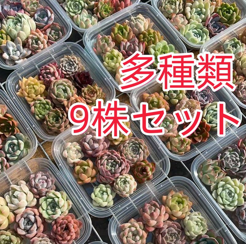韓国苗　100苗セット　カット苗　【メルカリ便発送】多肉植物　詰め合わせ 2025年最新】多肉 カット苗セットの人気アイテム - メルカリ