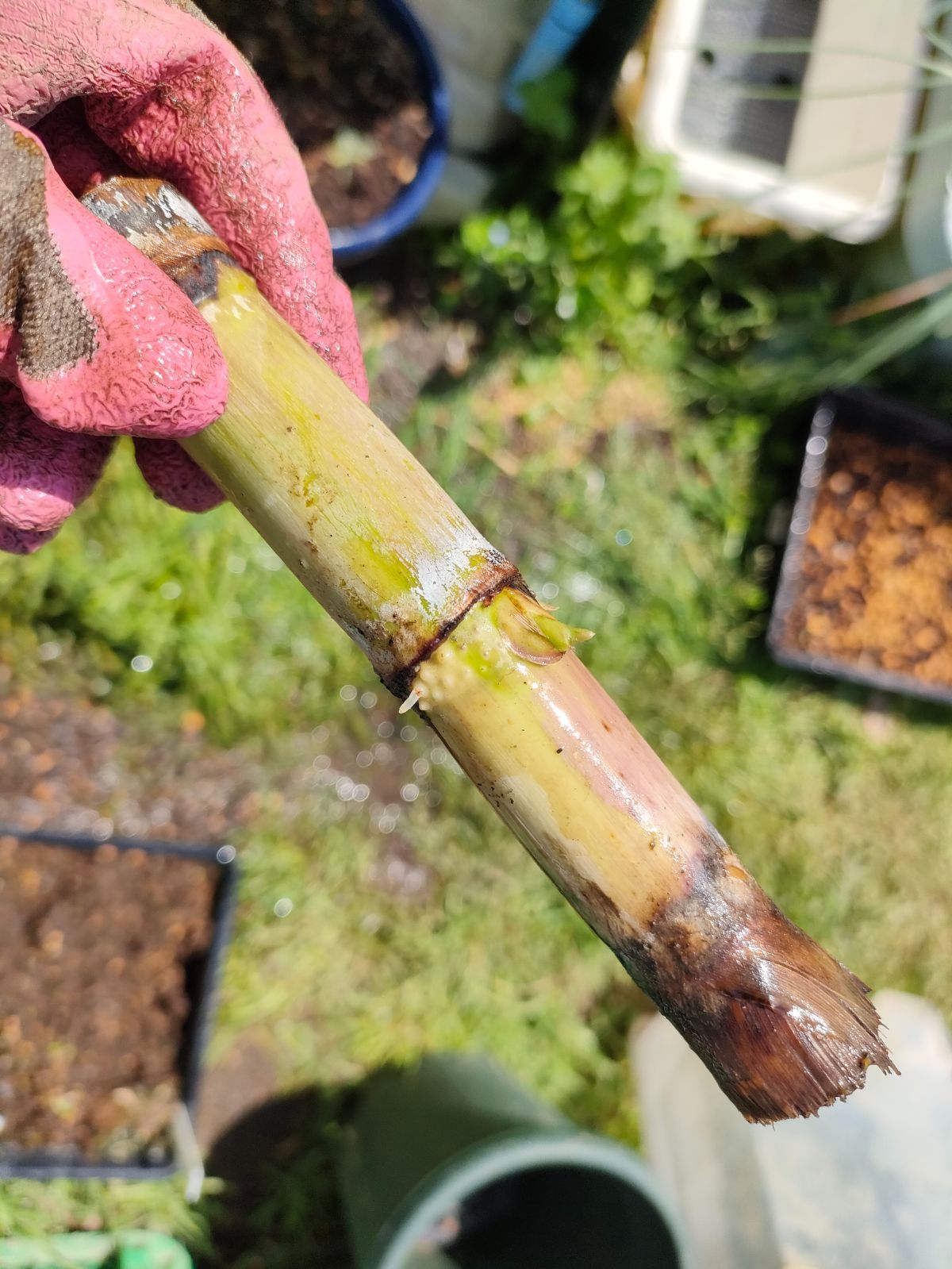 竹糖 サトウキビ 和三盆の原料 （出品準備中） 和三盆 サトウキビ