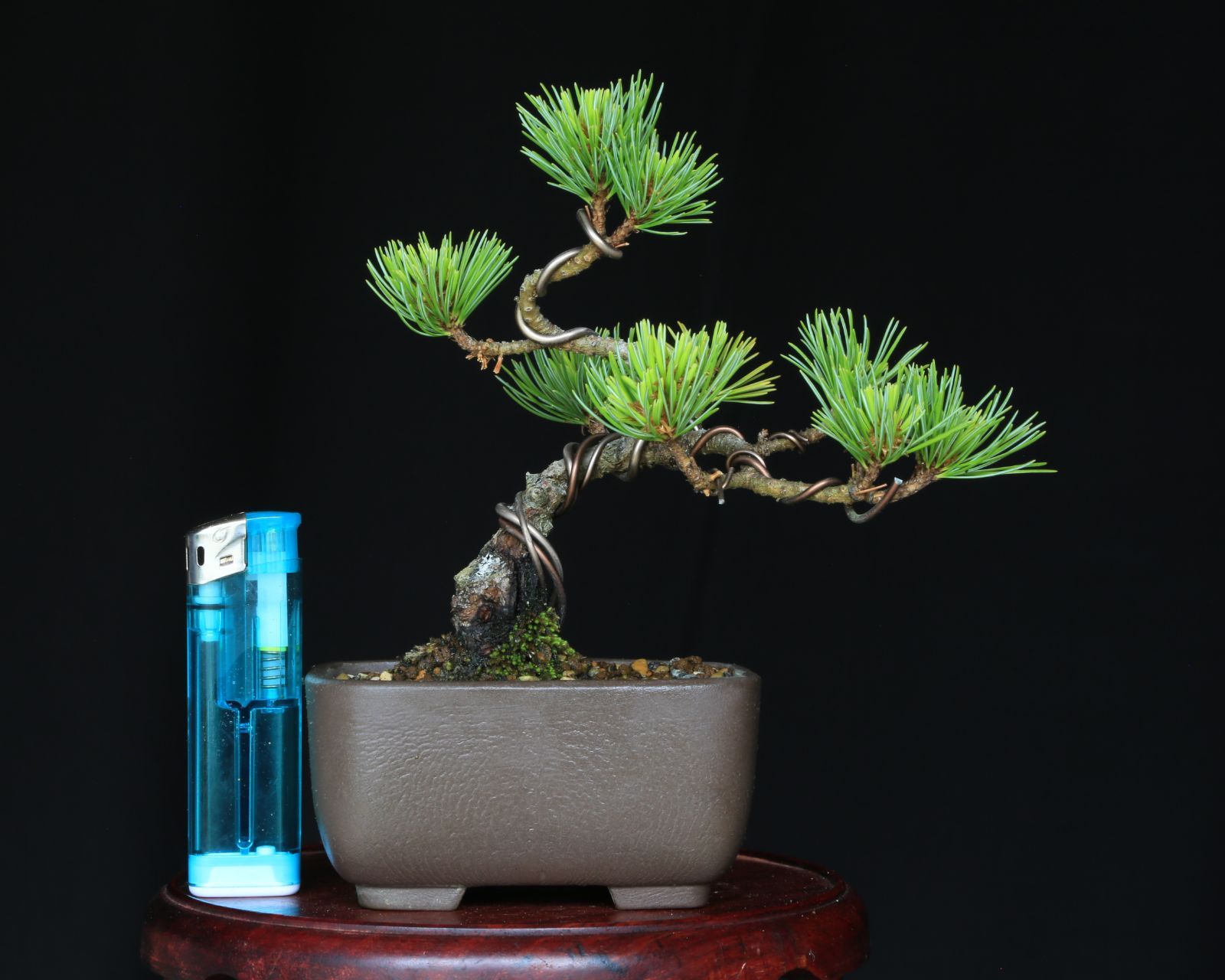 八房五葉松／那須娘 』樹高7.5㎝／ミニ盆栽 』 Yahoo!オークション