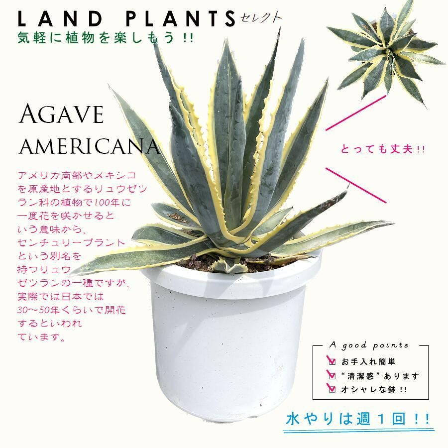 アガベ（アメリカーナ・バリエガータ）斑入り 10号 プラスチック鉢 約 