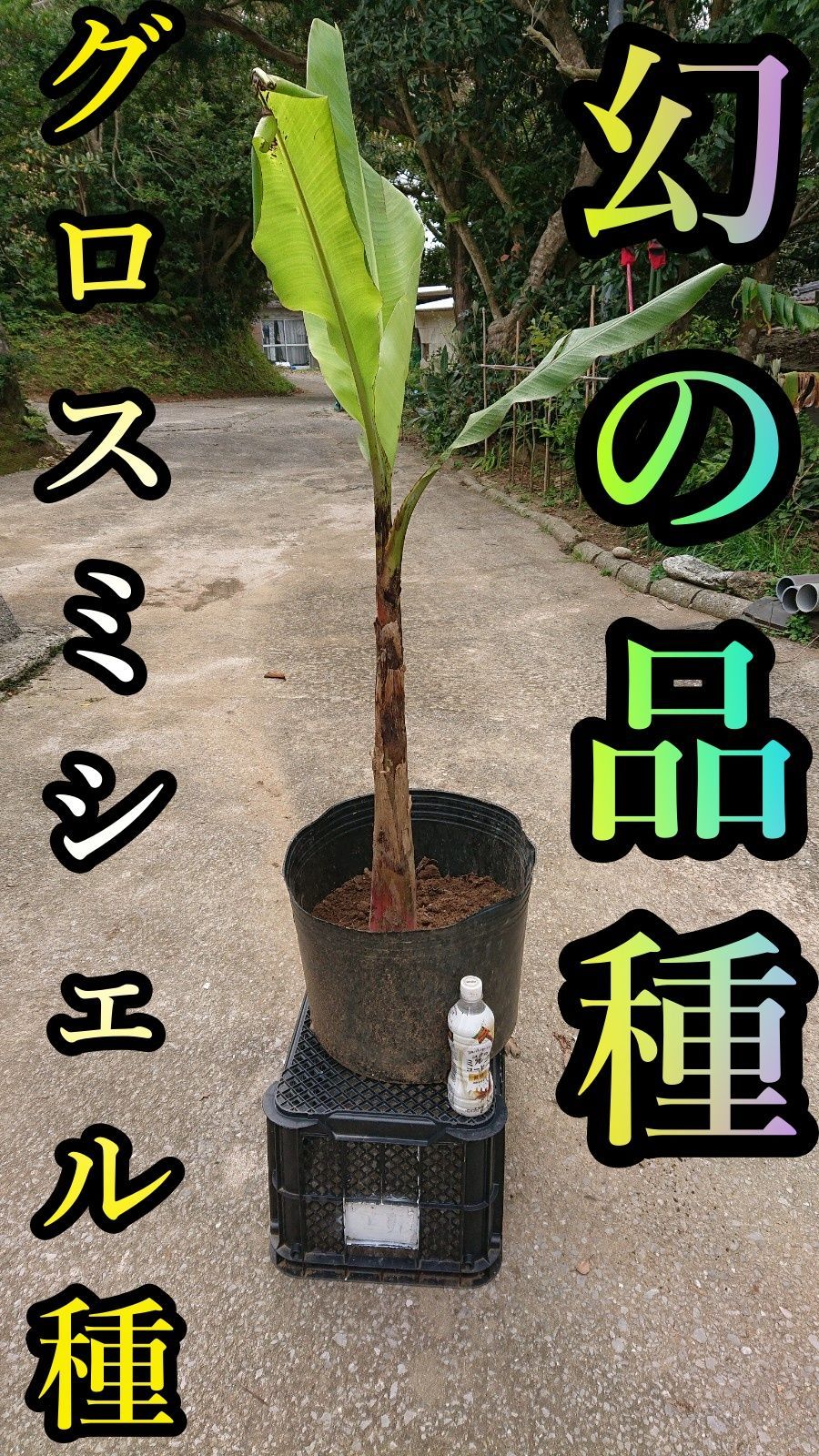 希少品種！グロスミシェルの苗1本（中幹80㎝前後）バナナの苗 バナナの苗】幻の品種！グロスミシェルの苗1本（中幹80㎝