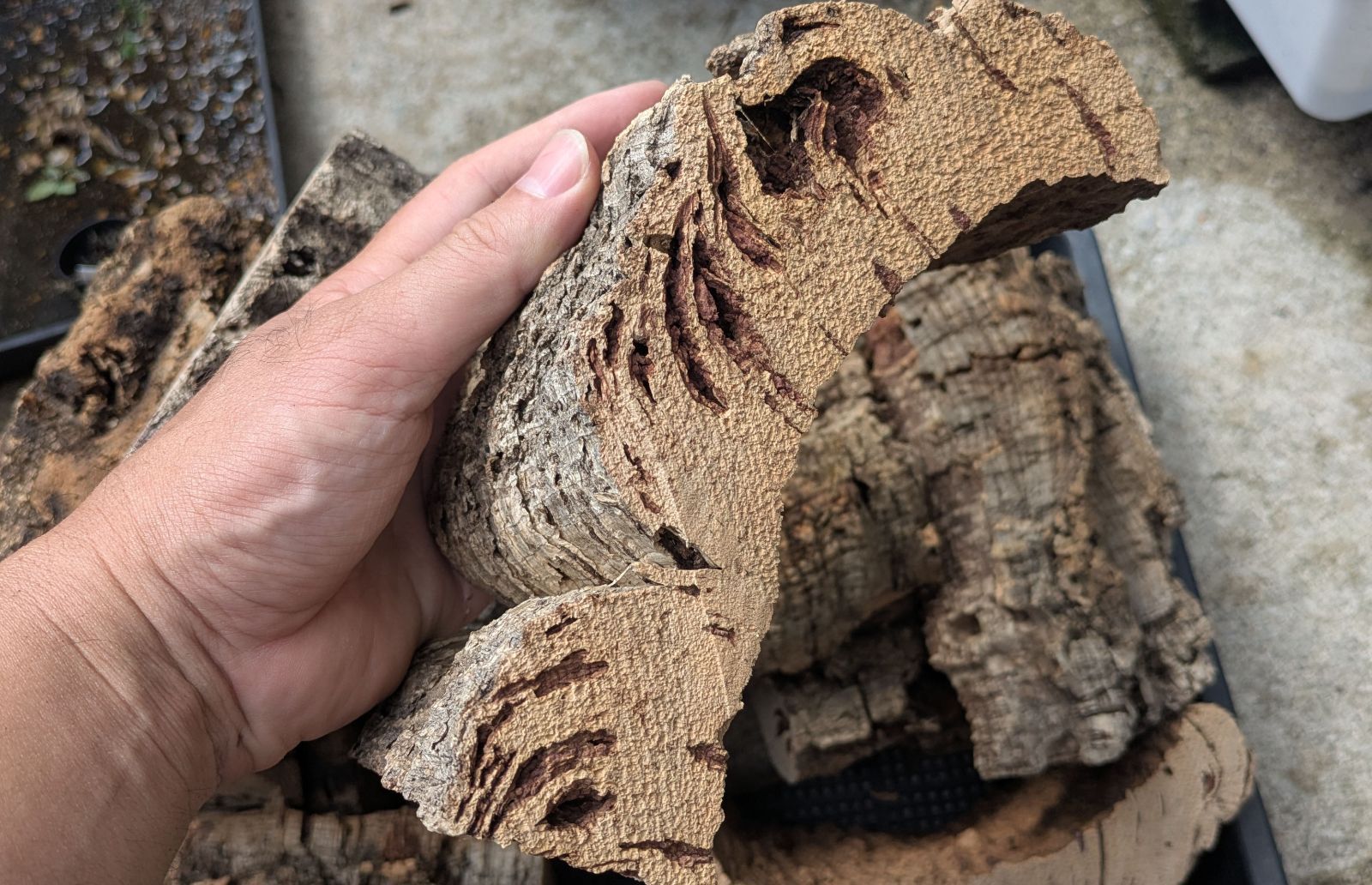 3ｋｇ 樹皮