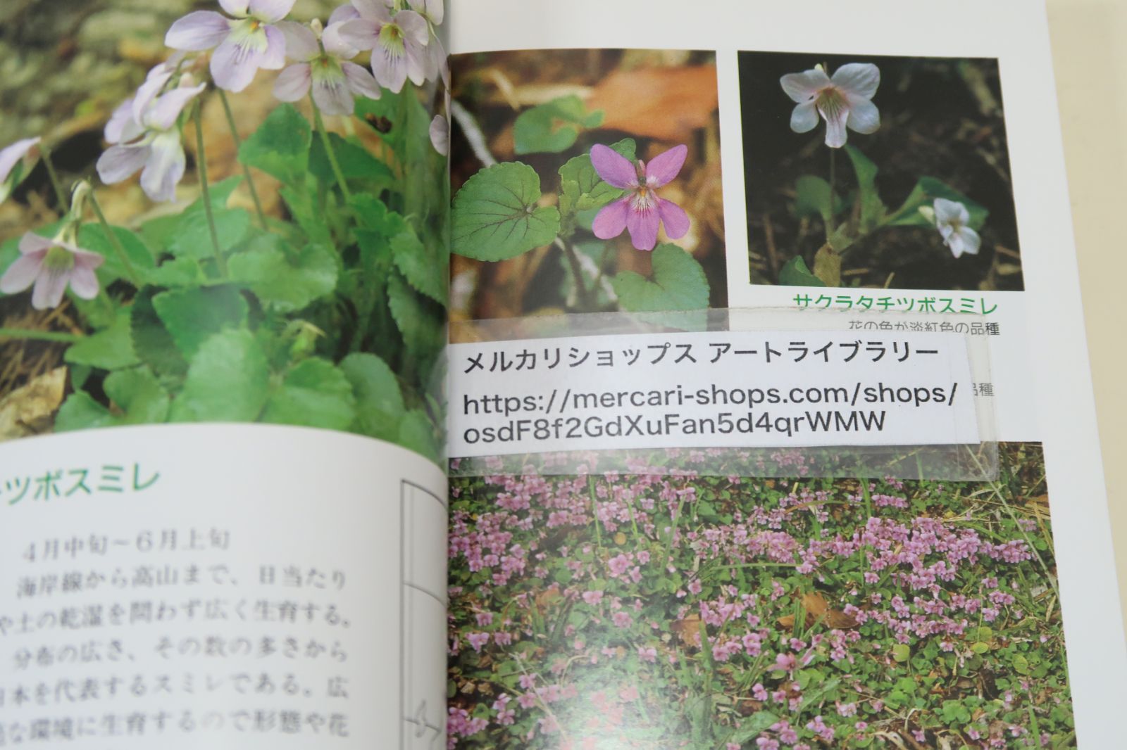 【中古】 岩手の山菜百科/岩手日報社/薊舎 岩手日報社の本2冊/岩手のスミレ・片山千賀志・伊藤正逸/岩手の