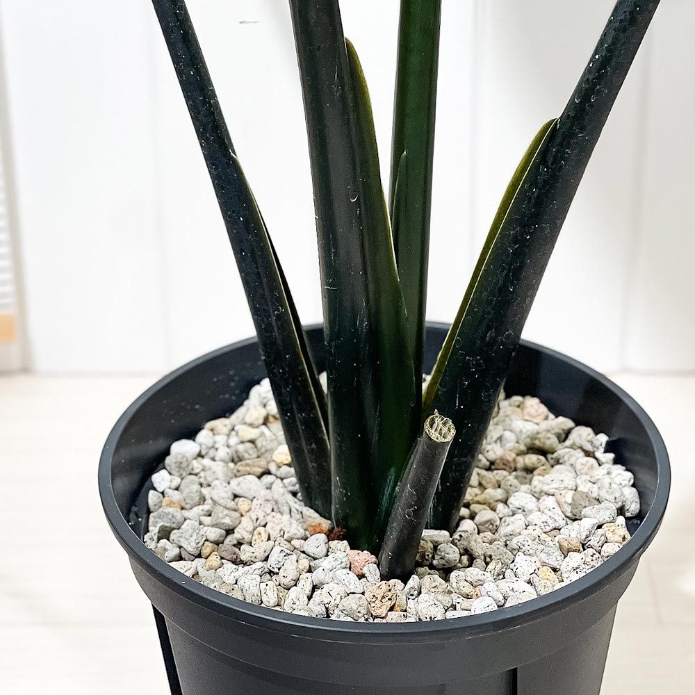 Alocasia Zebrina var. アロカシア・ゼブリナ 斑入り 斑入りゼブリナはシマシマの茎が美しい | 斑入りクワズイモと