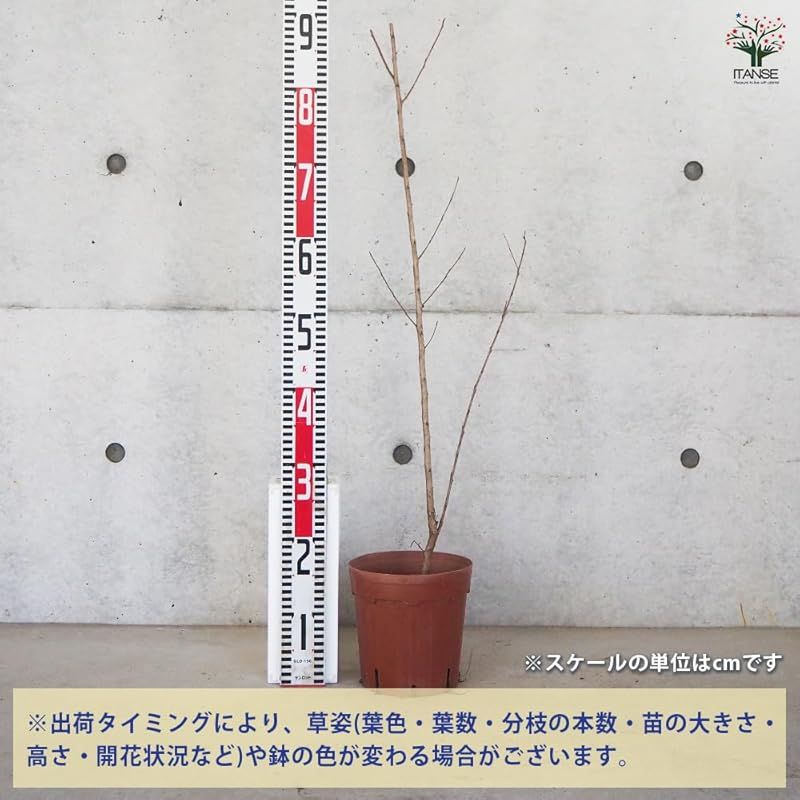 ＩＴＡＮＳＥ サルスベリ