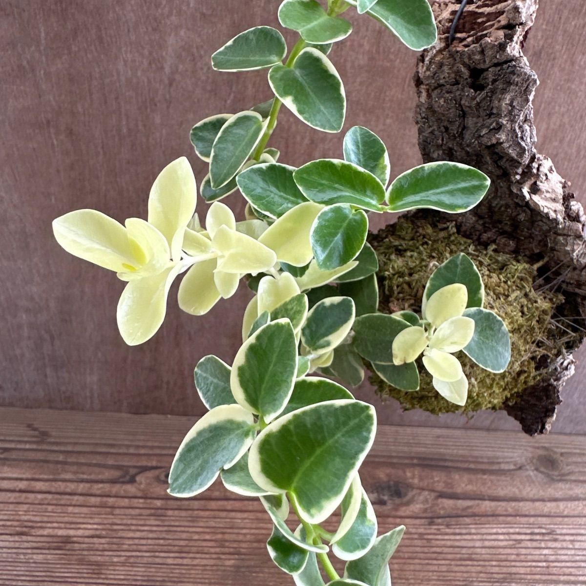 ホヤ クミンギアナ斑入り・ホヤ レツーサ コルク付け 2種セット 現品