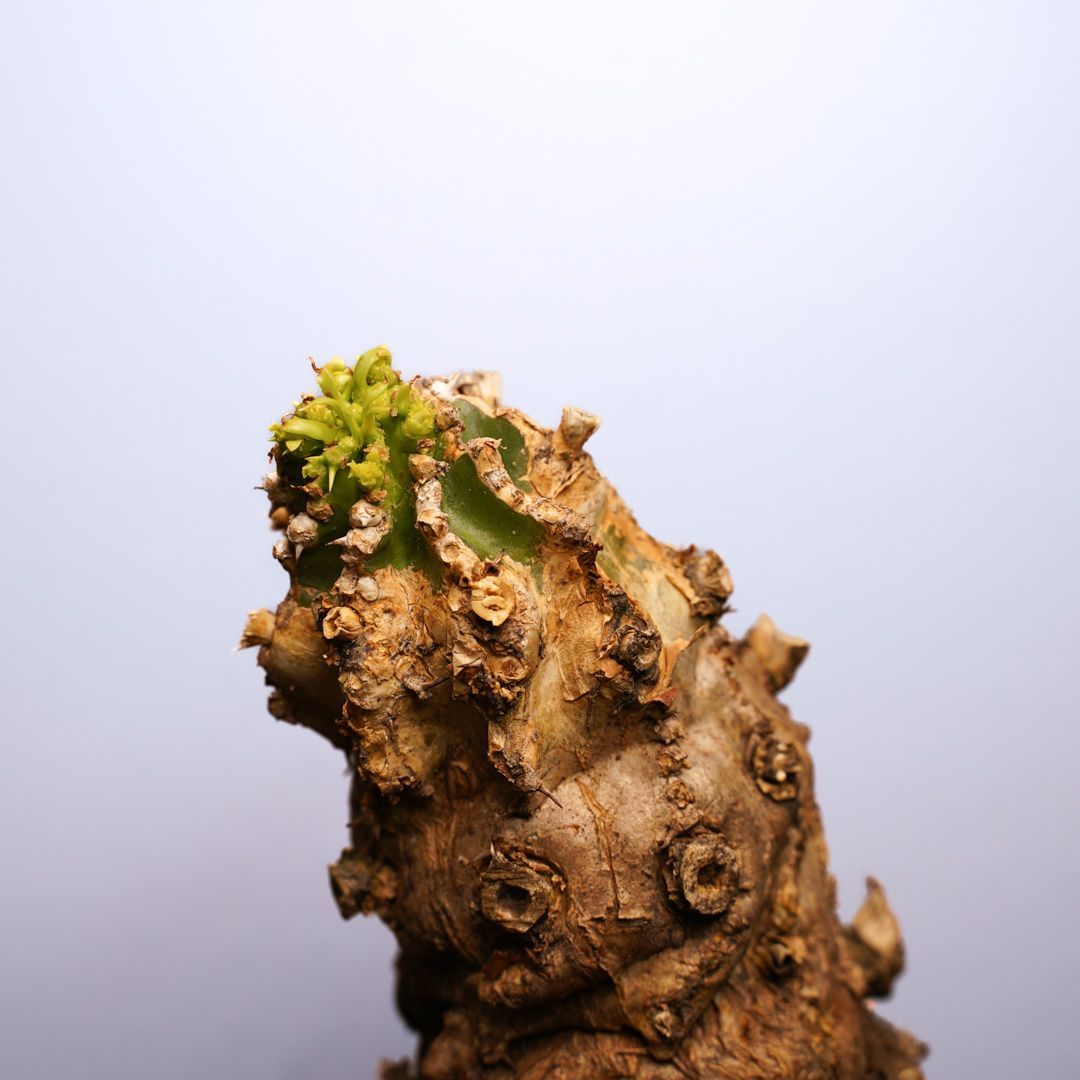 F12 ユーフォルビア ムランジーナ 発根済 現地株 - メルカリ