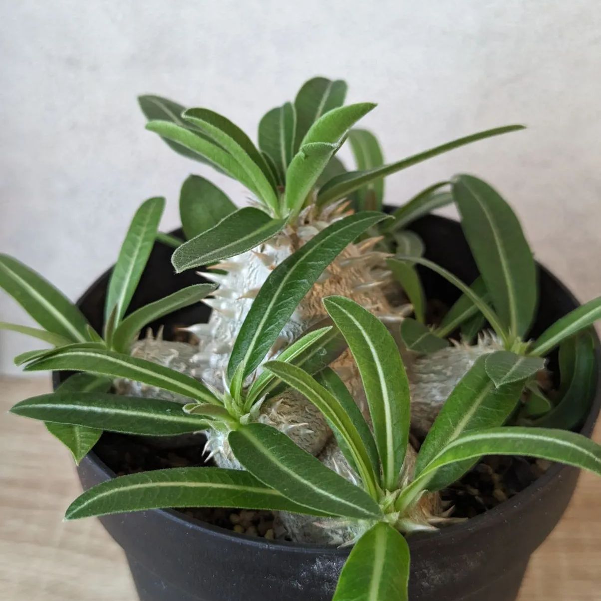 パキポディウム 恵比寿大黒 デンシカウレ 発根済み - メルカリ