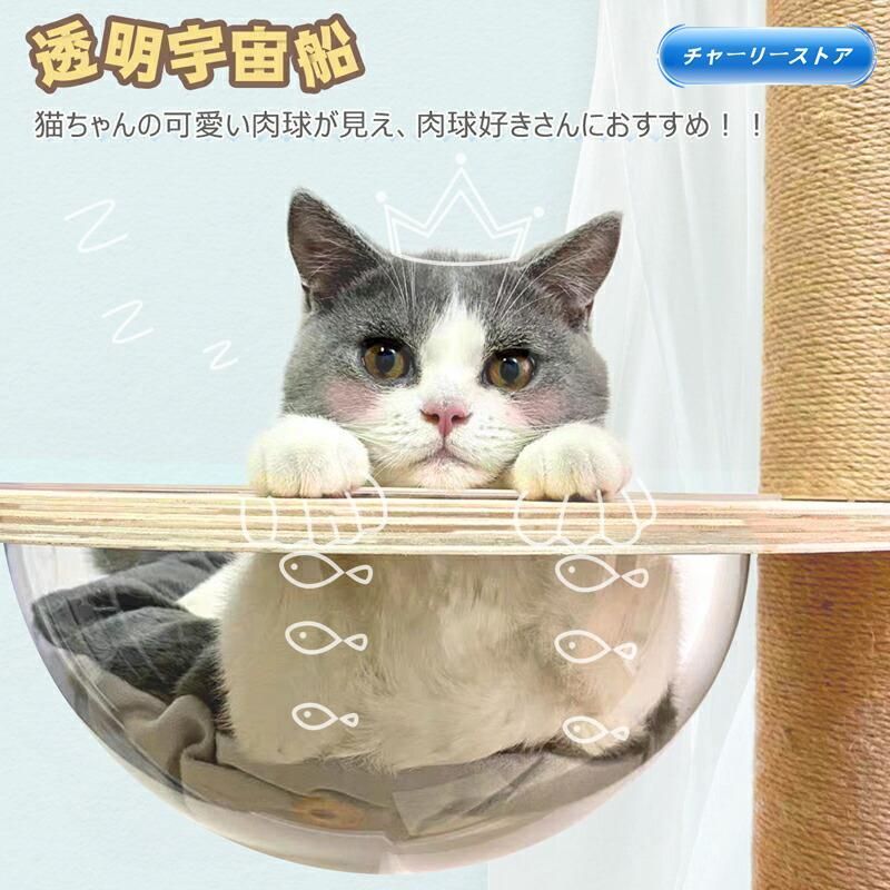 大型猫 ステップ