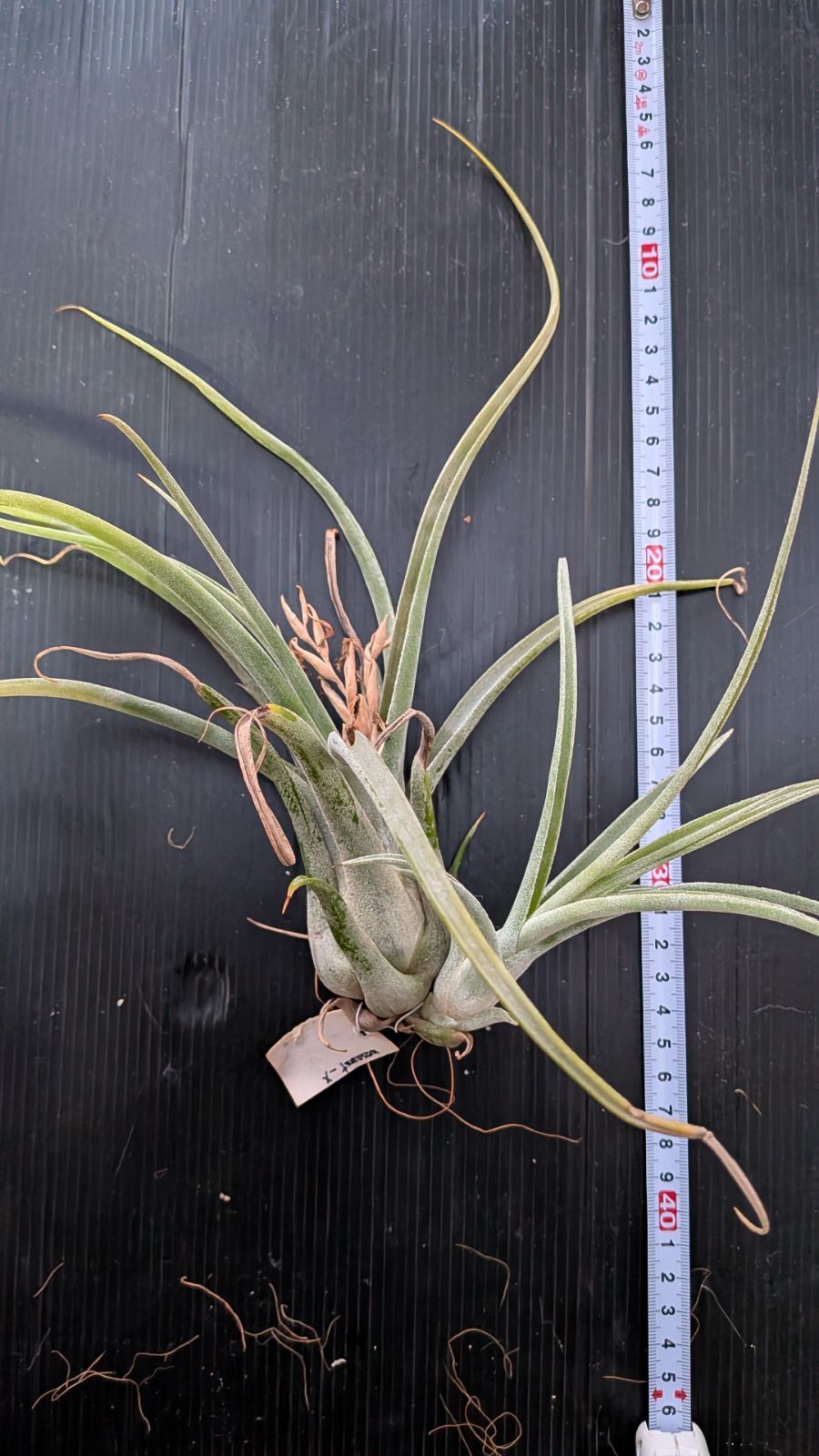 観葉植物 チランジア Lucile x カプトメデューサ
