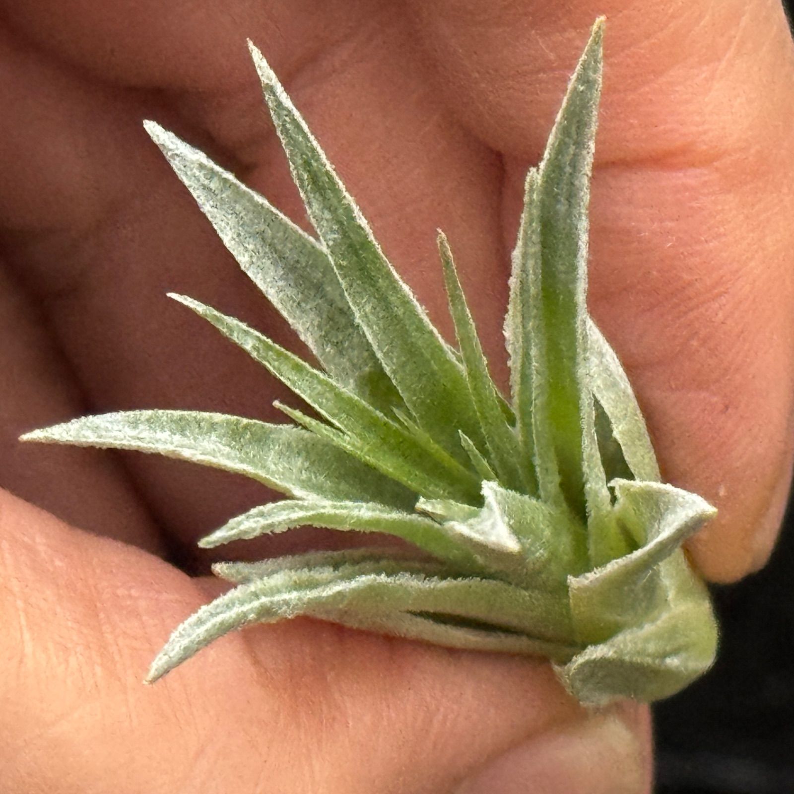 チランジア ロゼイフローラ Tillandsia roseiflora＊エアプランツ