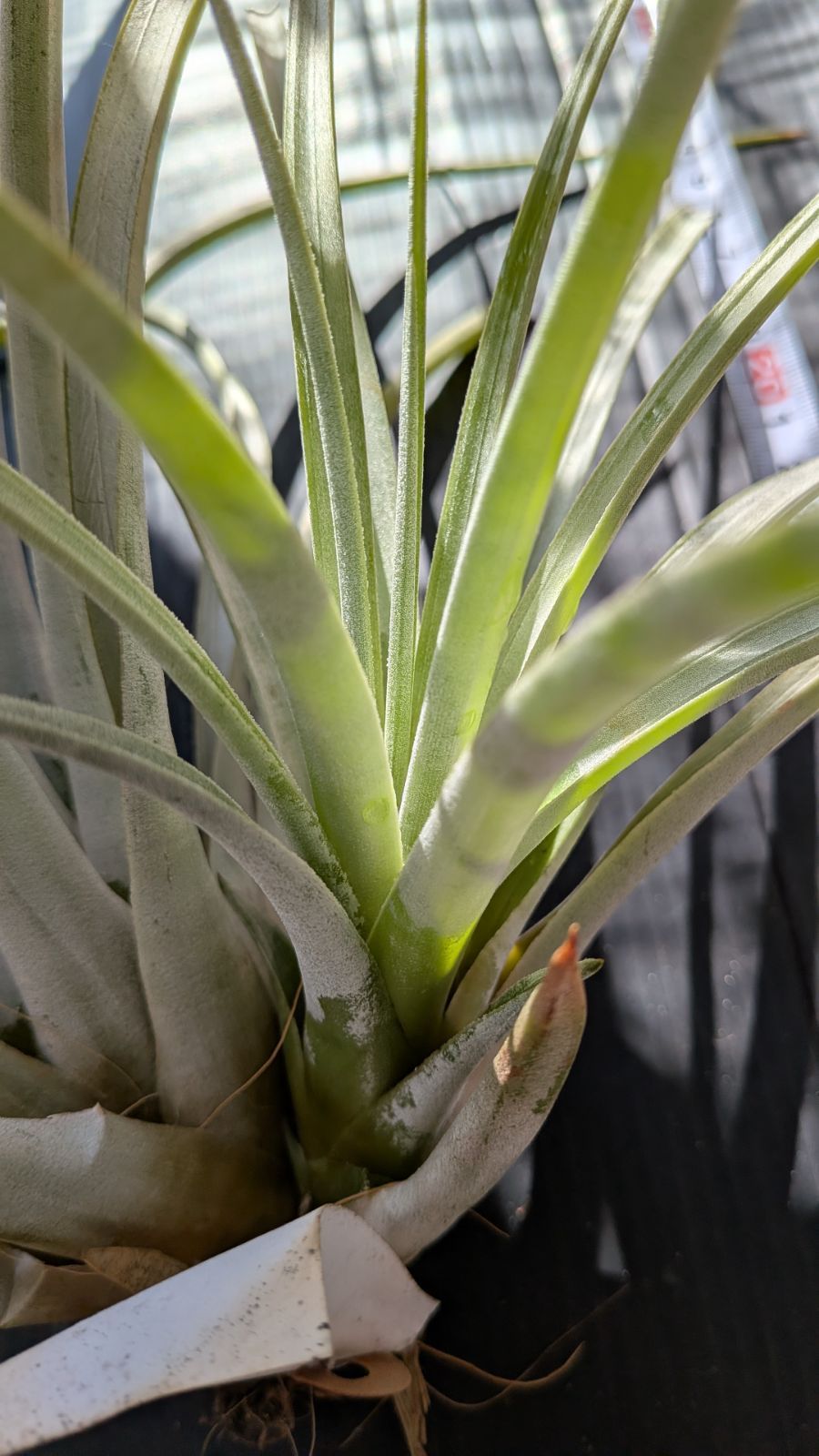 チランジア ファシクラータ, Canon del Zopilote 大型種の入門