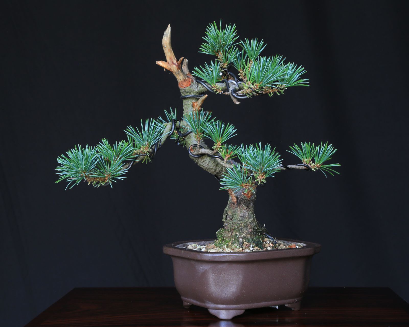 五葉松　盆栽 盆栽素材 吾妻五葉松-10 吾妻五葉松です 実生6〜7年生苗を2年前に手に