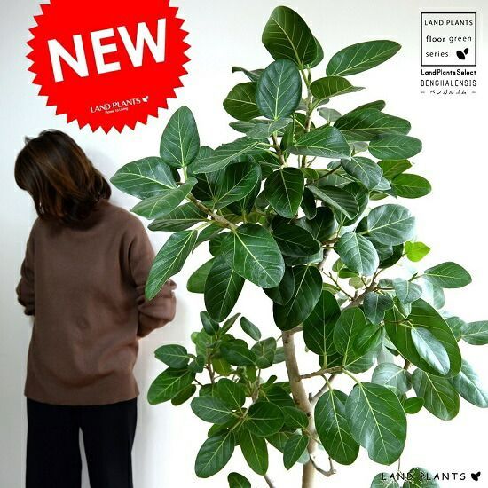 顕さまオーダーページです 顕さまオーダーページです 11/27発売！新刊