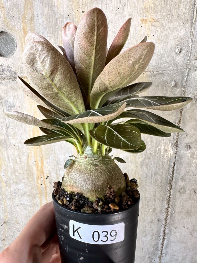 o25 アデニウム スーパードワーフ 塊根植物 アラビカム コーデックス