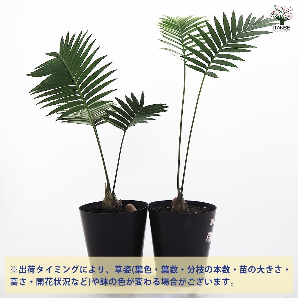 品種で選べる観葉植物 学名