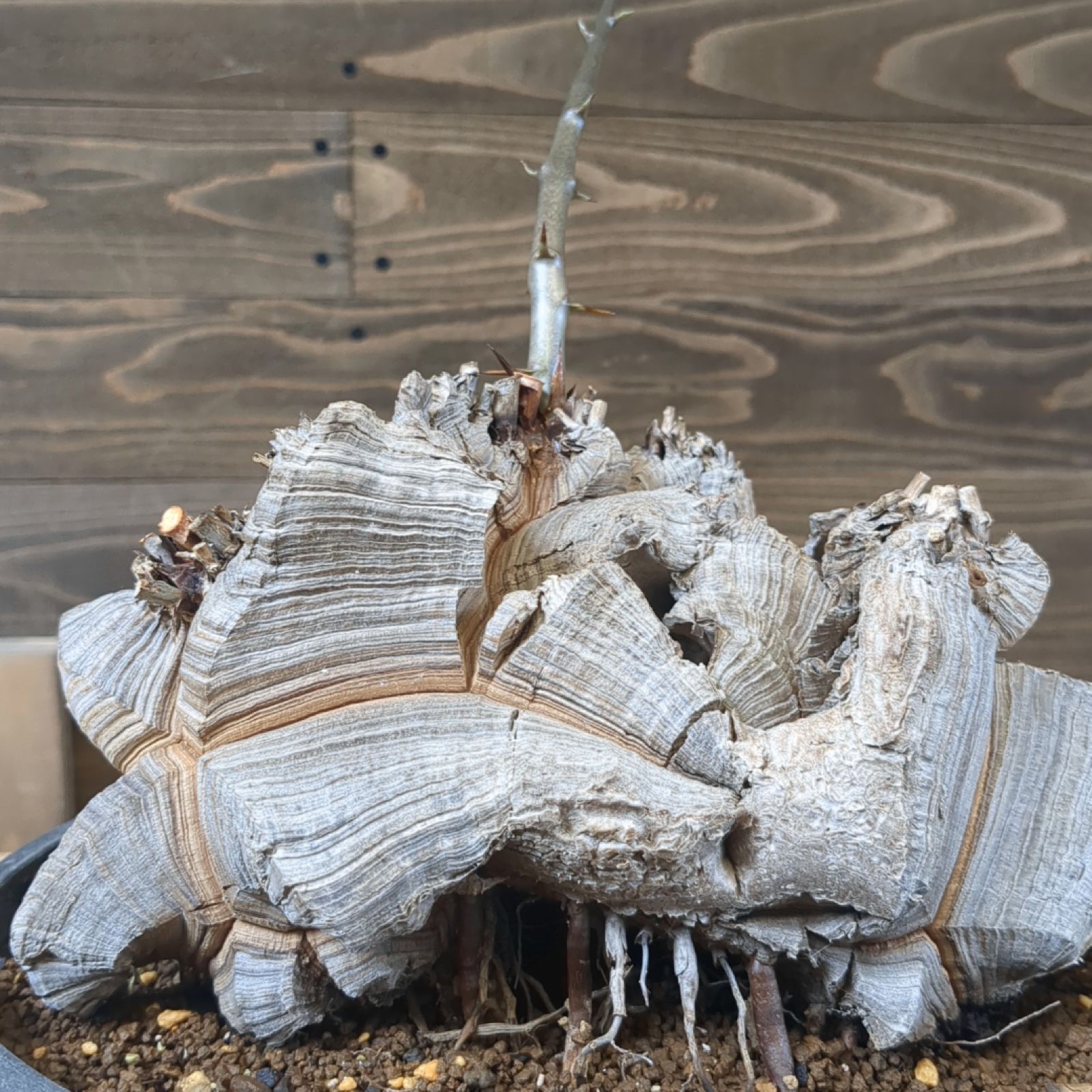 亀甲竜 ダブルヘッド【極レア】特選株 ディオスコレア 鉢のまま