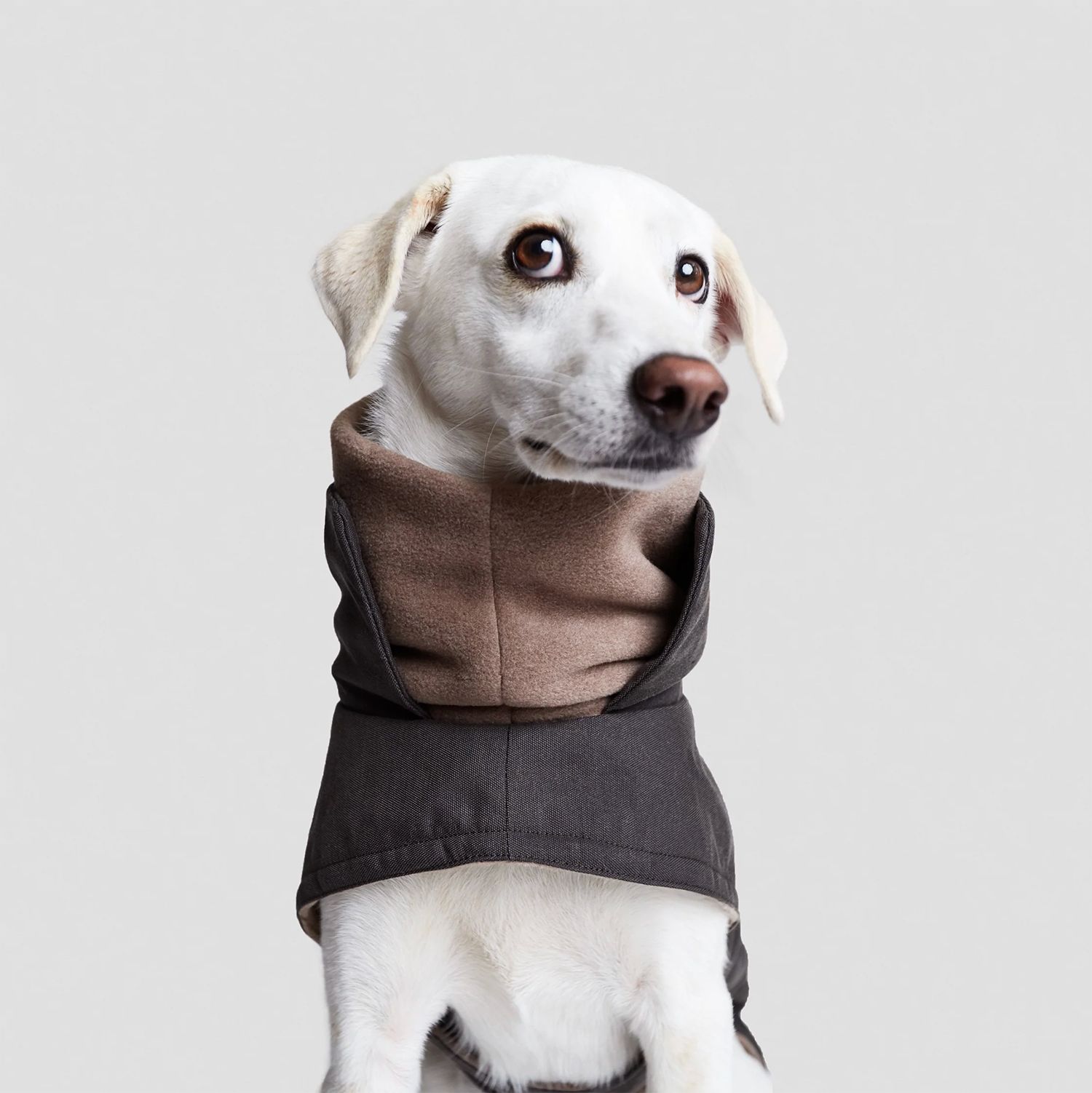 ｜Cloud7｜Dog Coat Brooklyn Graphite サイズ ３ 体重4〜6kgにおすすめ ｜リード レザー 犬 小型犬 海外直輸入 ペットグッズ イタグレ WWW_GEBZETESISAT_COM_TR