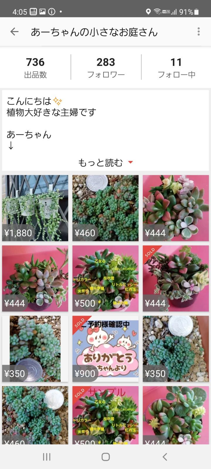 多肉植物…斑入りグリーンネックレス…抜き苗 - メルカリShops