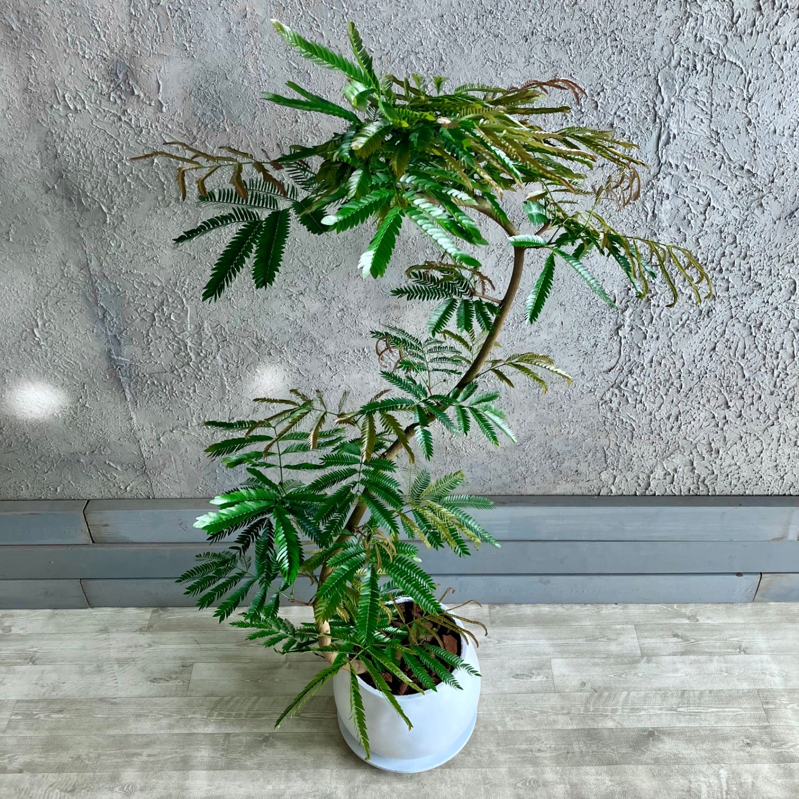 8号 テラコッタ性鉢植え