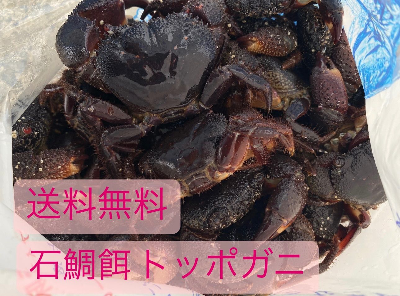 トッポガニ 30匹冷凍 石鯛、石垣鯛釣り | Buyee 通販購入