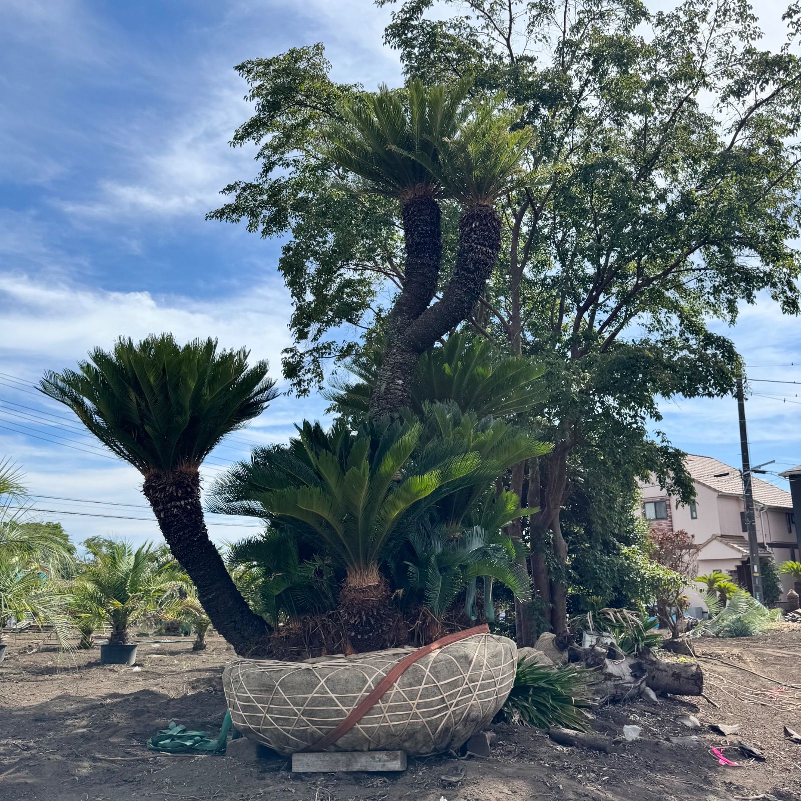 ようちきりん ソテツ 極太大株 送料込価格 ココスヤシ ようちきりん様専用