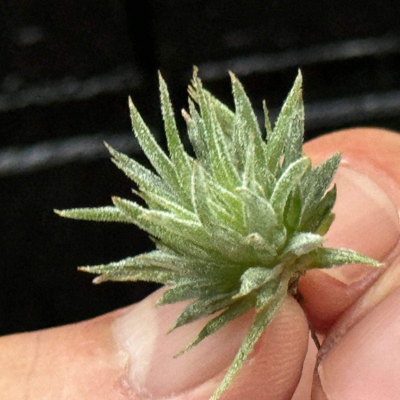 チランジア イオナンタ モンストローズ Tillandsia ionantha Monstrose