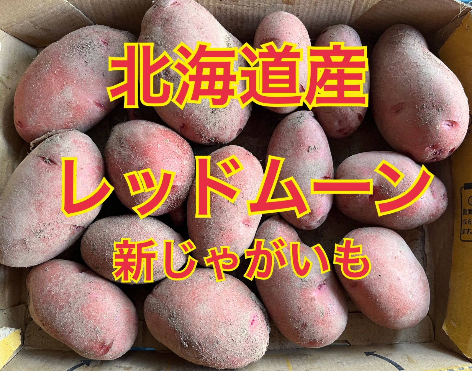 大きめ【レッドムーン】北海道 じゃがいも　20kg 楽天市場】【予約】北海道産 新じゃが じゃがいも レッドムーン