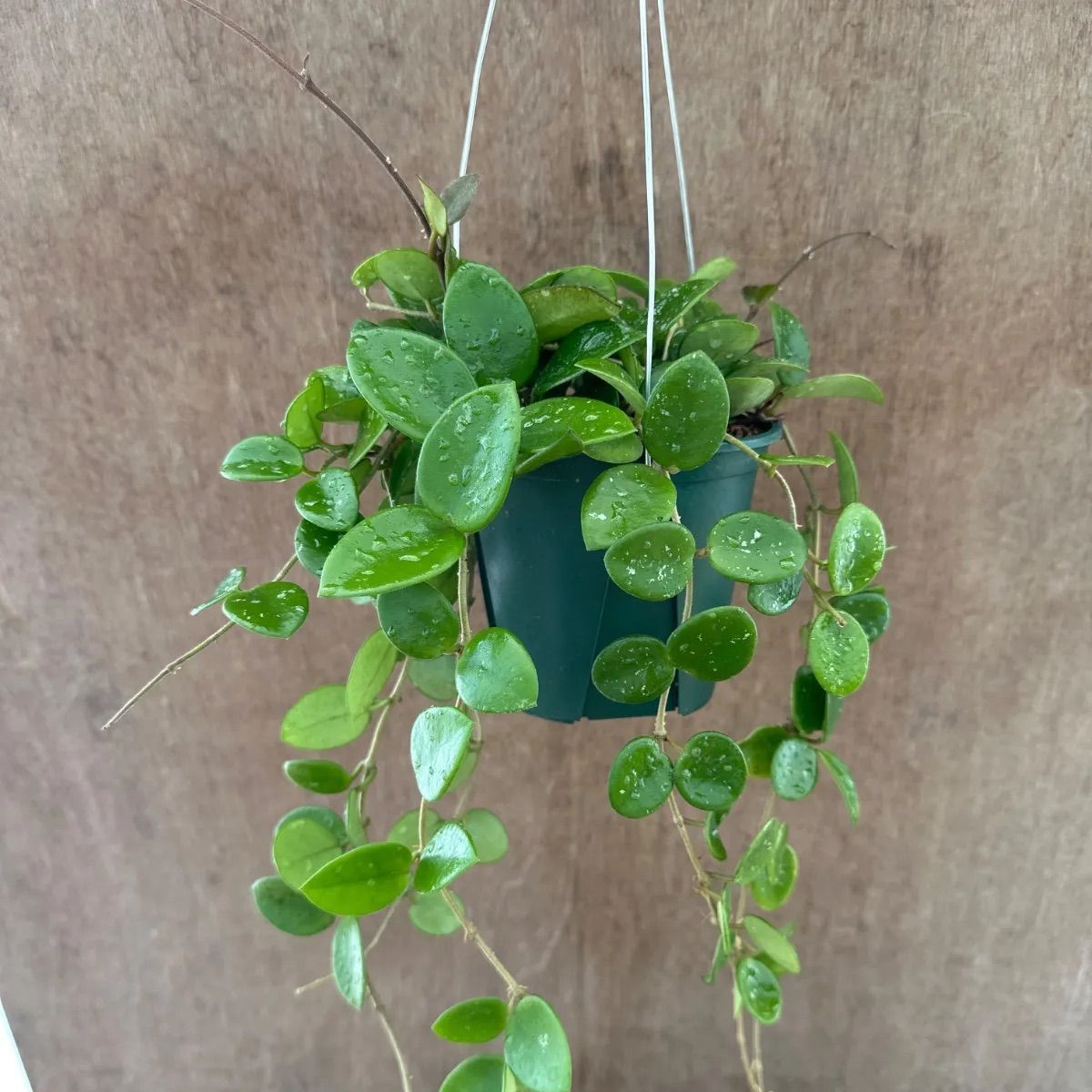 7 ホヤ　マチルダ　中斑入り　桜蘭　レア品種 7 ホヤ マチルダ 中斑入り 桜蘭 レア品種 サンプル】ホヤ マチルダ