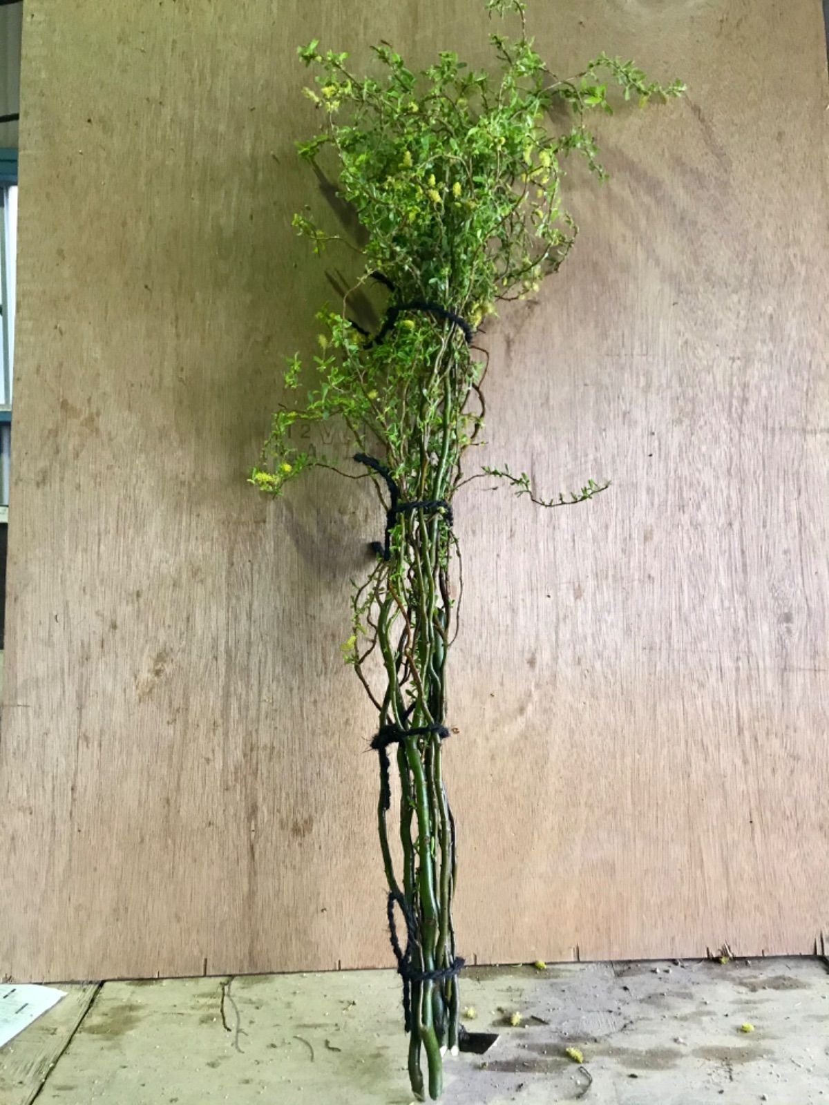 雲竜柳・ウンリュウヤナギ 長さ200㎝ 3歩程度