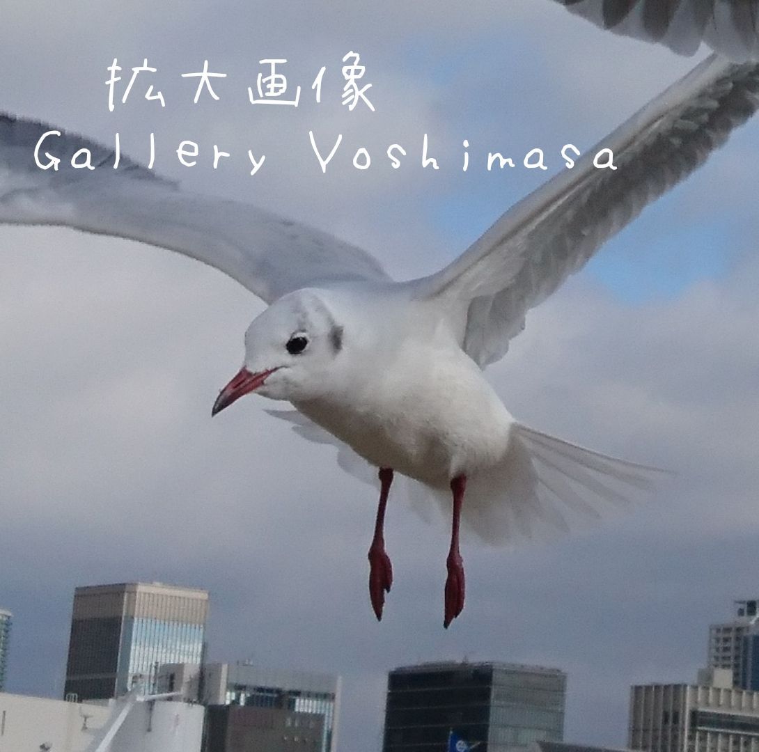 みなと神戸に咲く華 「ユリカモメ」 A3サイズ光沢写真横  写真のみ  送料無料