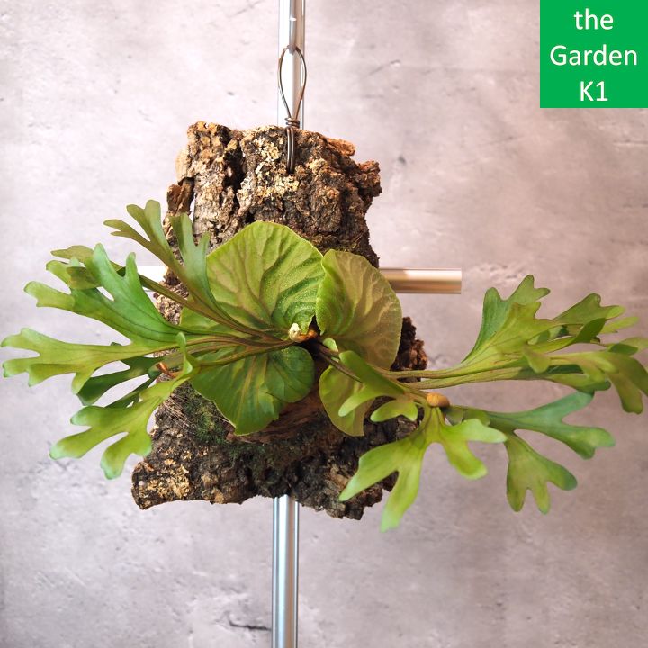 ビカクシダ リドレイ コルク付け コウモリラン ビカクシダ リドレイ