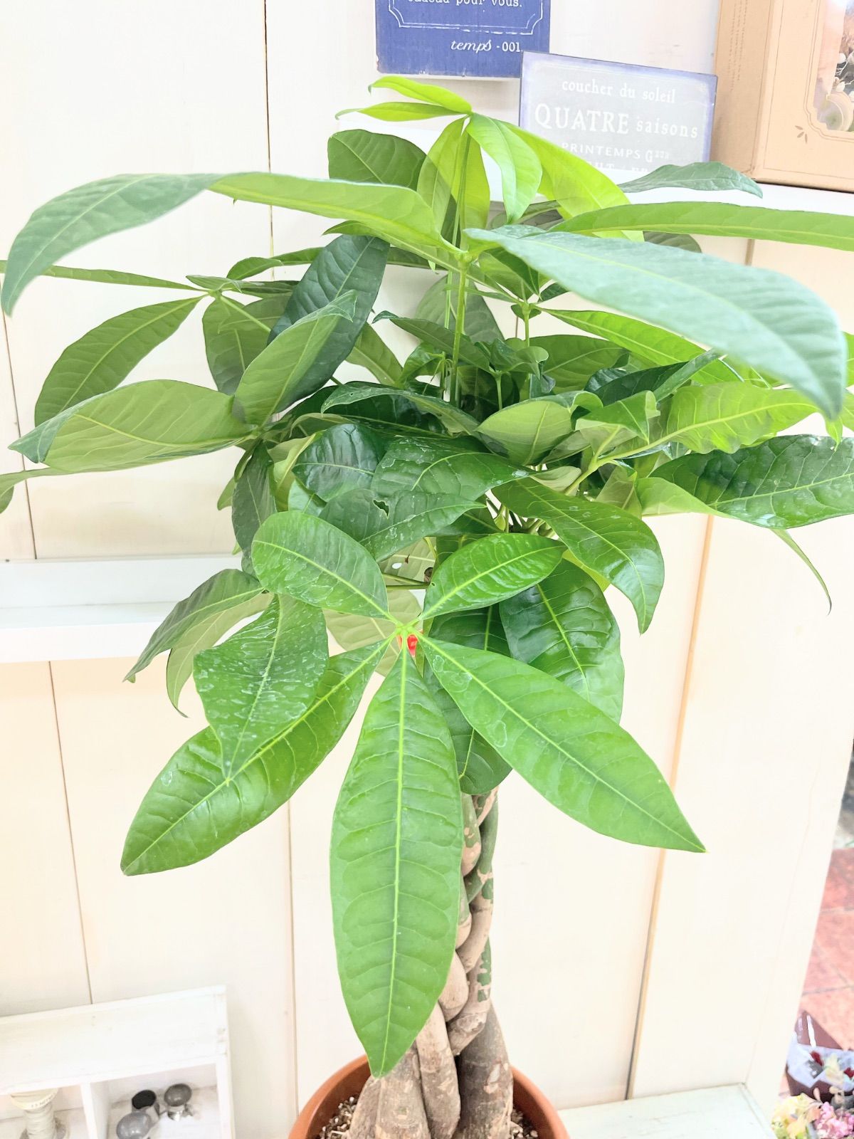 【期間限定お値上げ中！9000→8580】円】パキラ　ねじり　8寸プラ鉢 セール中！9020円→8580円】パキラ ねじり 8寸プラ鉢 - メルカリ