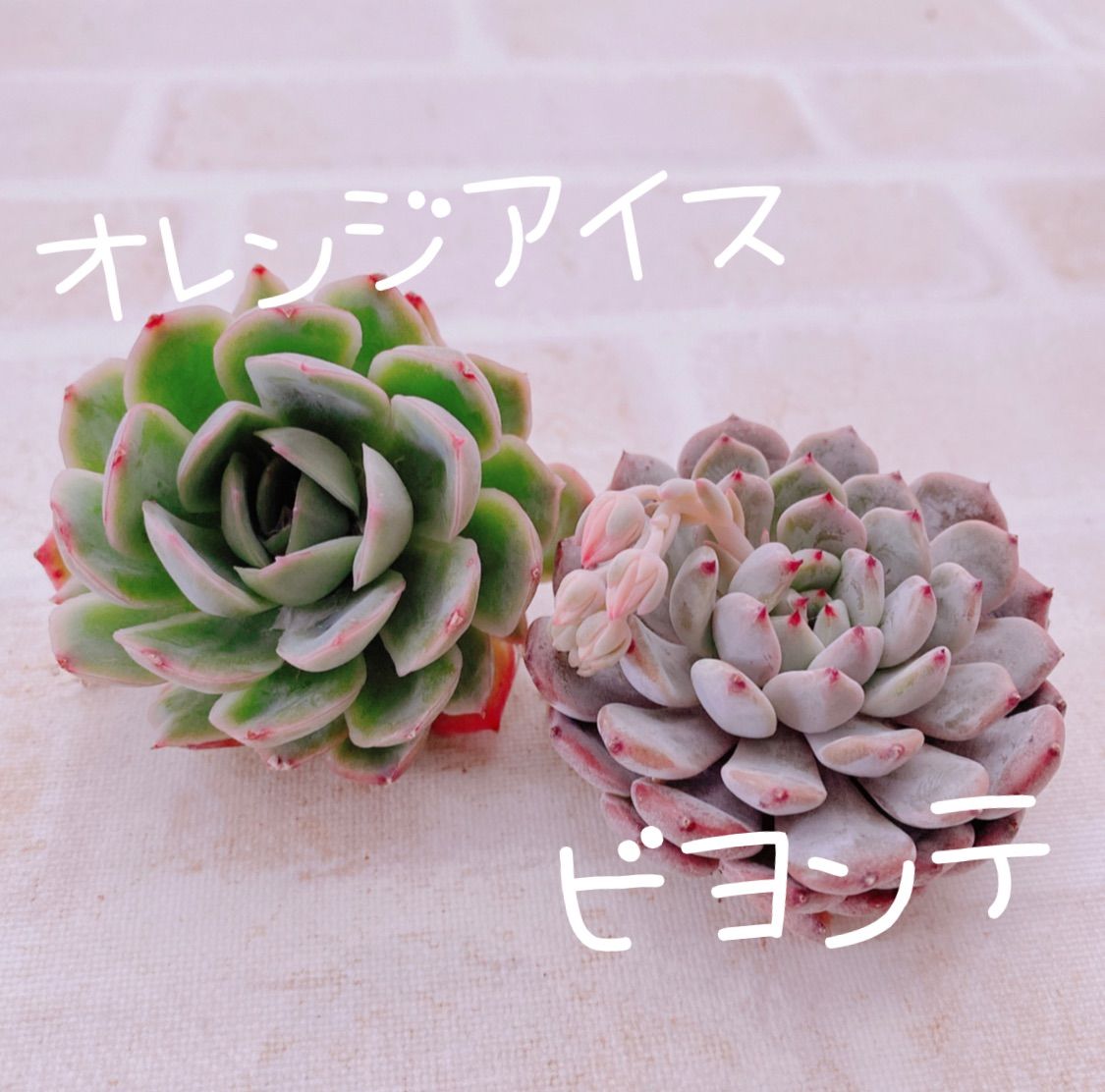 新種 アイスコーラル 多肉植物 韓国苗