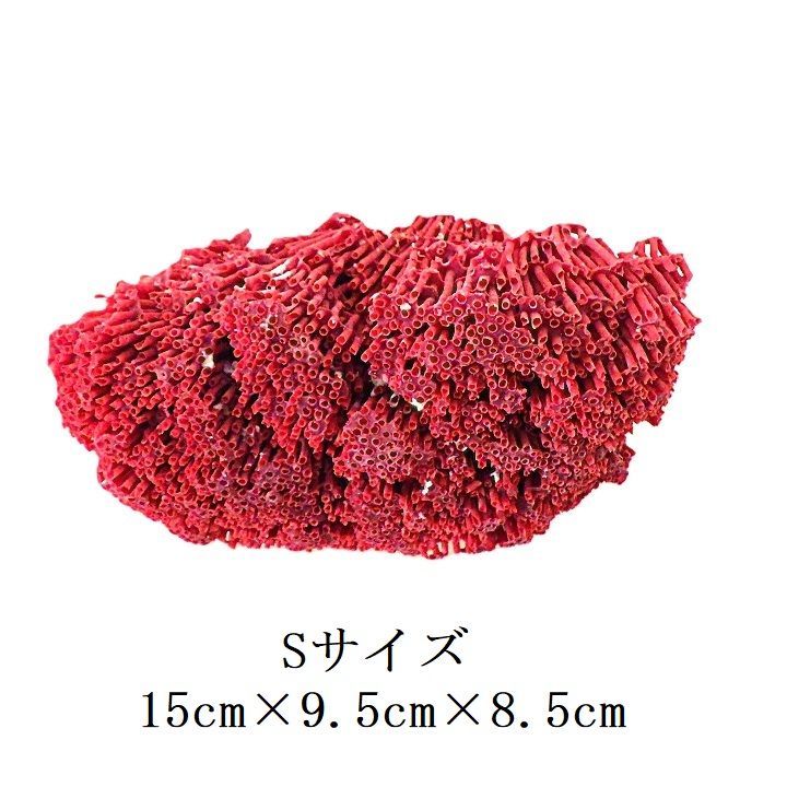 珊瑚　珊瑚礁　赤珊瑚　パイプオルガン珊瑚　置物　オブジェ 珊瑚 珊瑚礁 赤珊瑚 パイプオルガン珊瑚 置物 オブジェ
