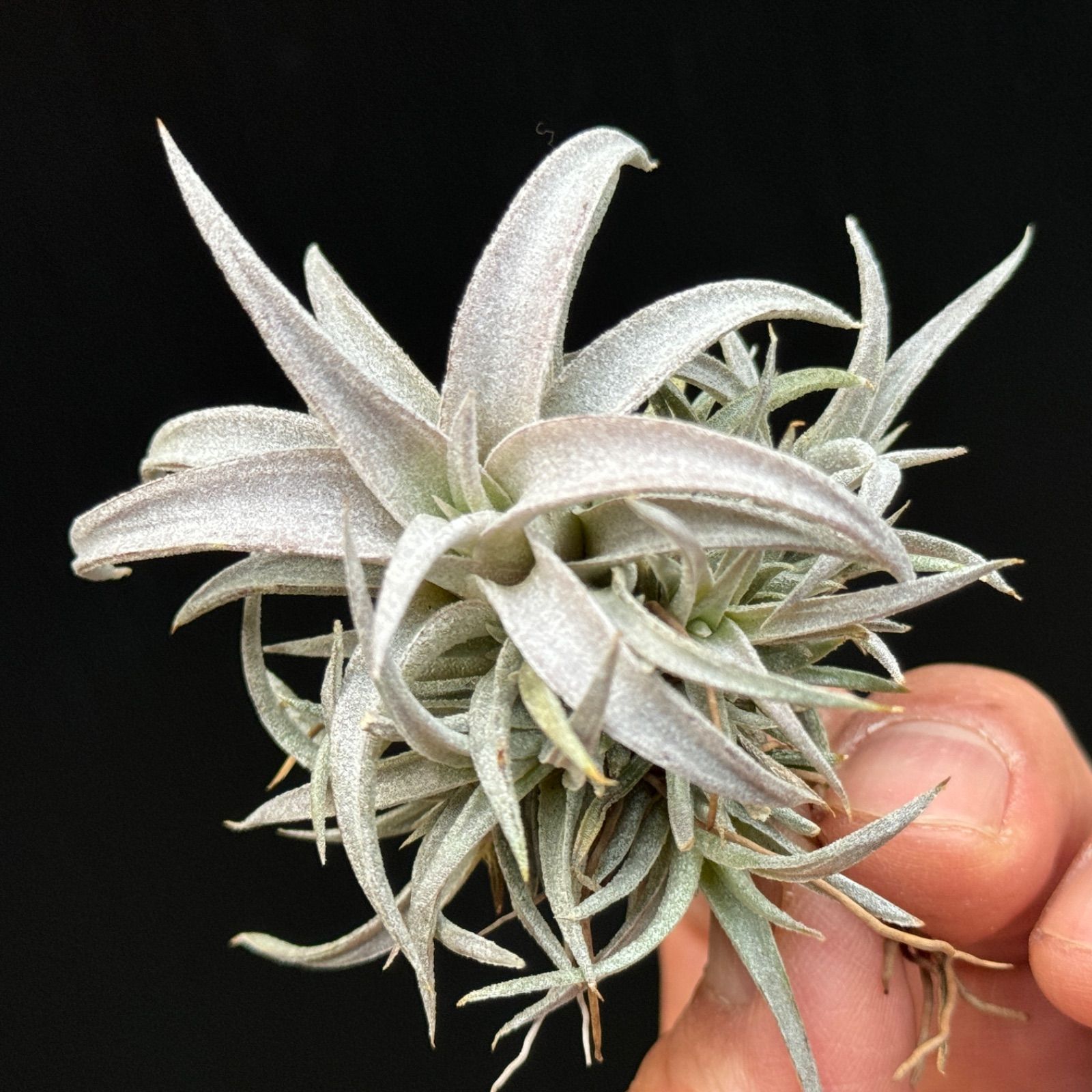 バルフシークランプ　 Tillandsia エアープランツ チランジア バルフシークランプ Tillandsia エアープランツ チランジア バルフシー